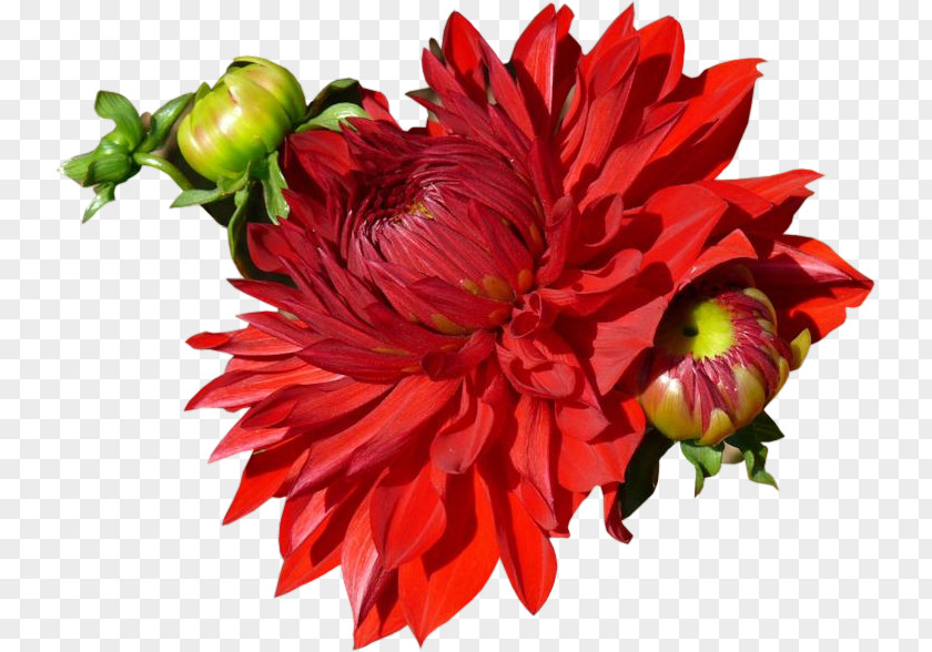 Dahlia Cut Flowers Floral Design Chrysanthemum PNG