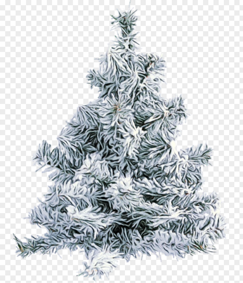 Lodgepole Pine Canadian Fir Christmas Tree PNG