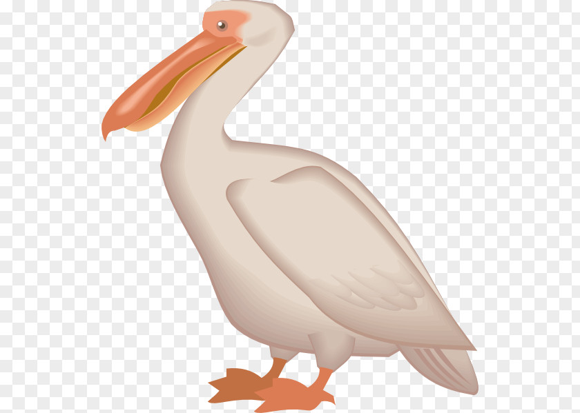 Pelican Bird Brown Clip Art PNG