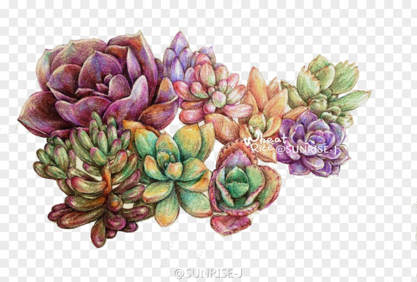 Plant Succulent Colored Pencil Watercolor Painting Leaf PNG