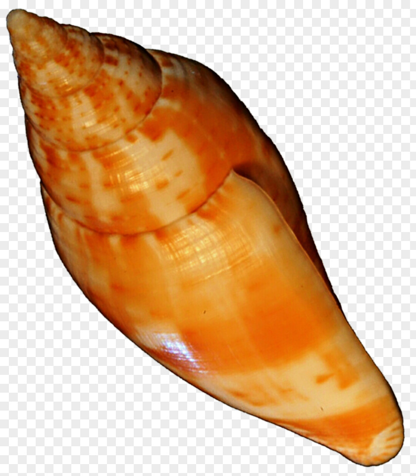 Seashell Clam Shankha Snail Conchology PNG