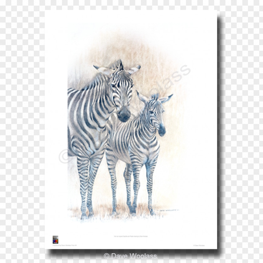 Watercolor Zebra Paper Printing Art Giclée Printmaking PNG