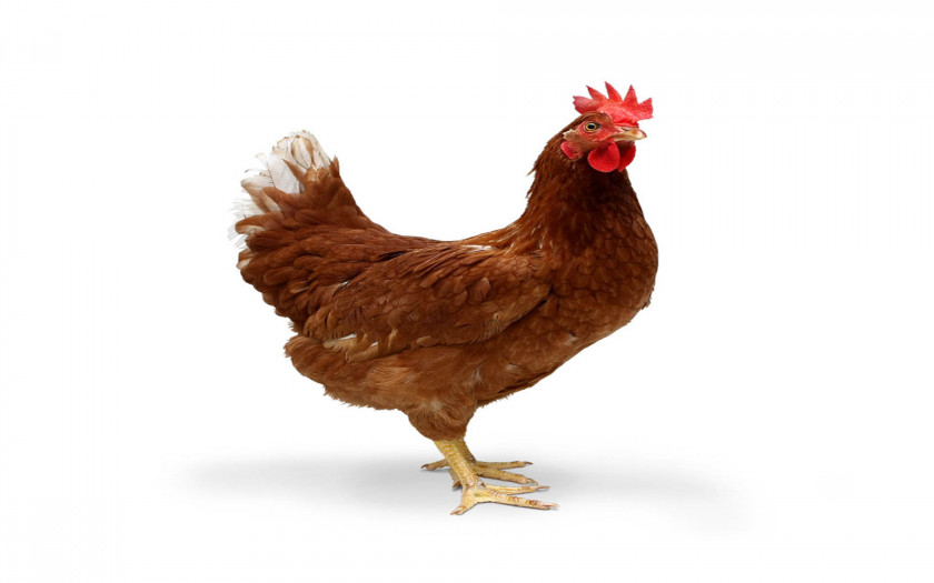 Cock Ayam Cemani Tandoori Chicken Desktop Wallpaper Meat 1080p PNG