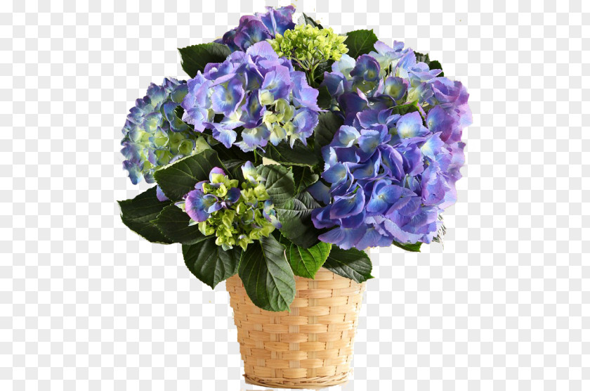 Hydrangea French Carithers Flowers Easter Lily Plant PNG