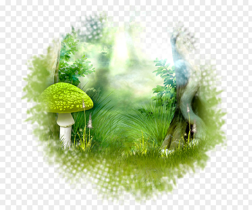 Image Photography Fairy Picture Frames PNG