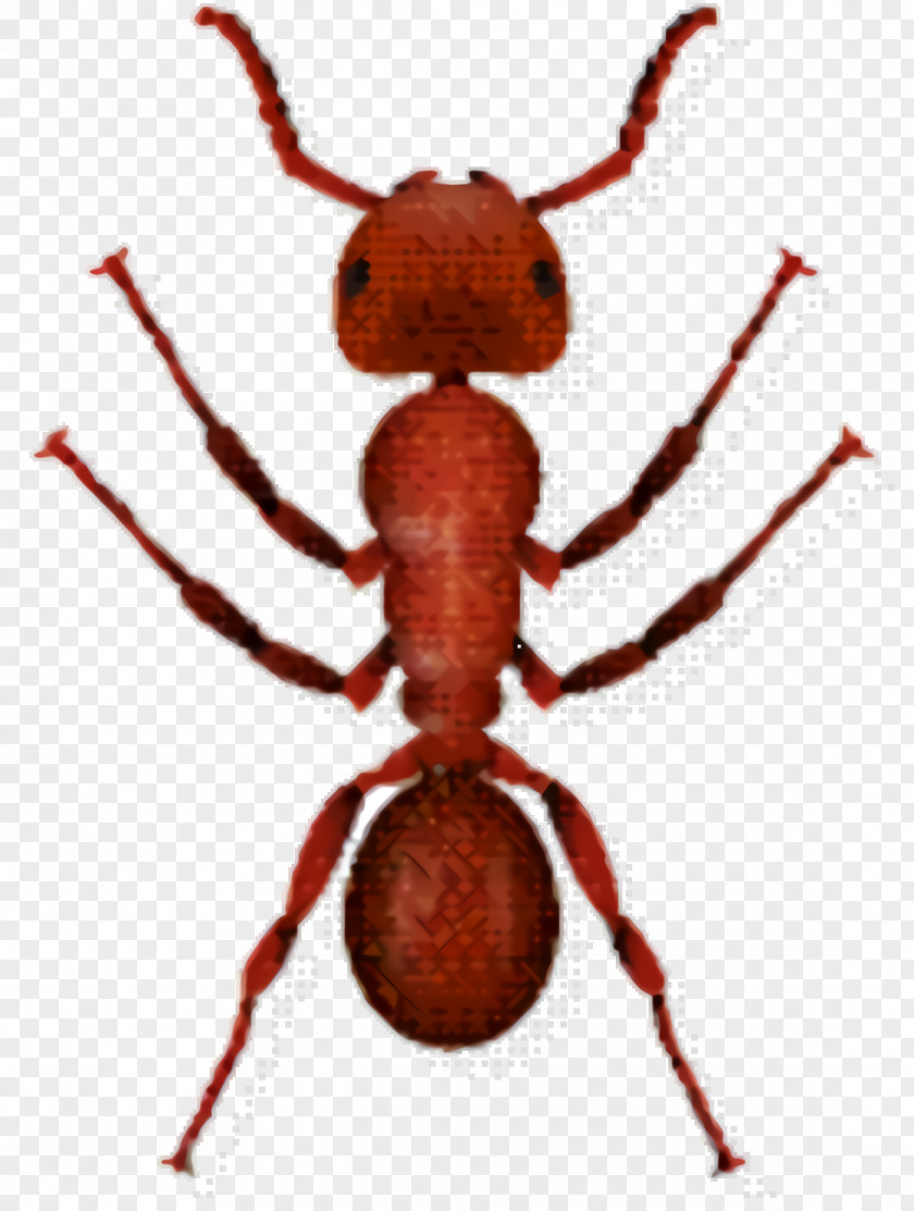 Arachnid Parasite Ant Cartoon PNG