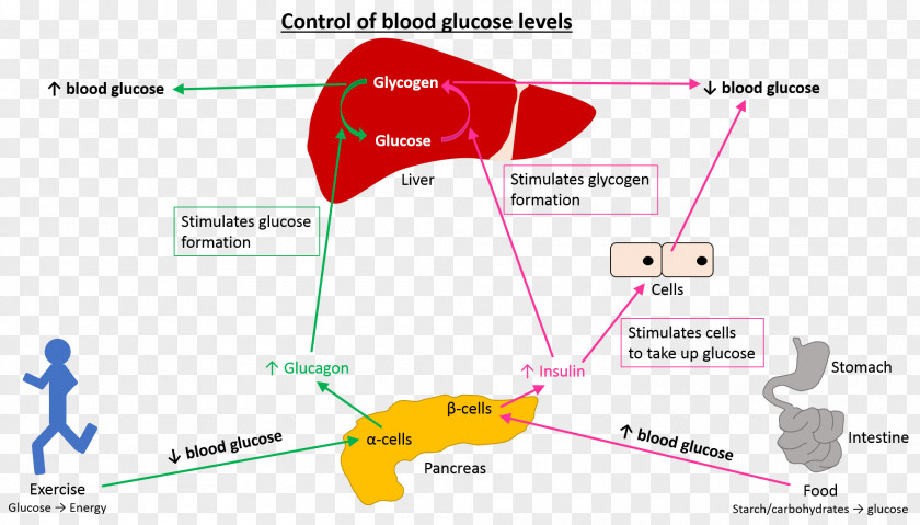 Blood Glucose Line Point Angle PNG