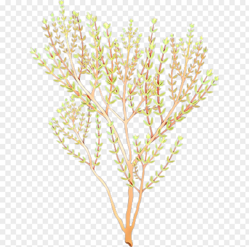 Garden Thyme Clip Art Drawing Breckland PNG