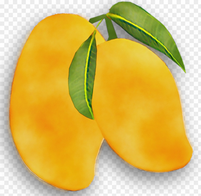 Mango Mangifera Indica Transparency Clip Art PNG