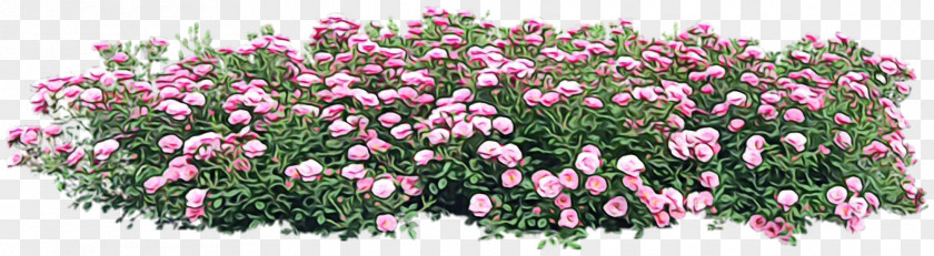 Pink Family Groundcover Flower Flowering Plant Cut Flowers PNG