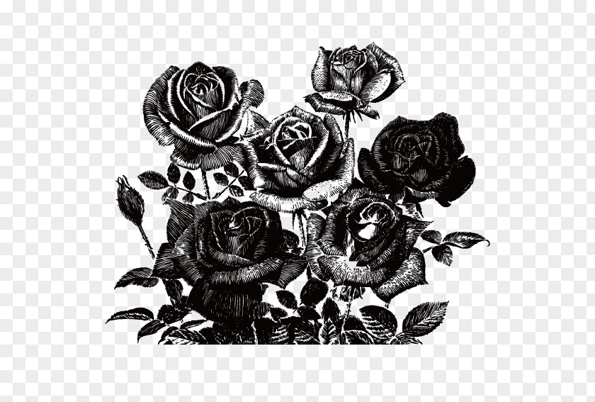 Bud Japanese Camellia Black Rose Drawing PNG