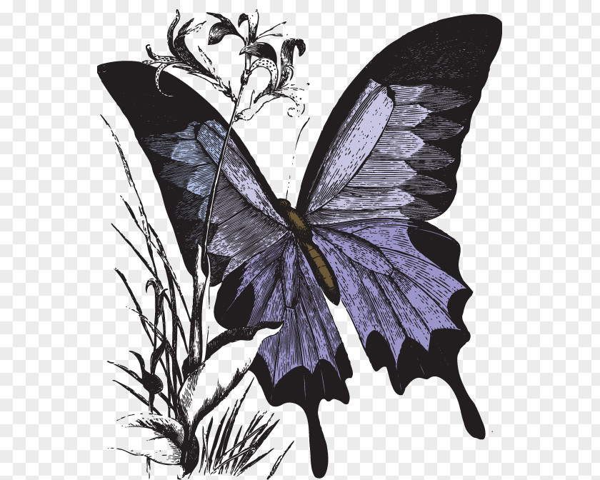 Color Vector Butterfly Monarch PNG