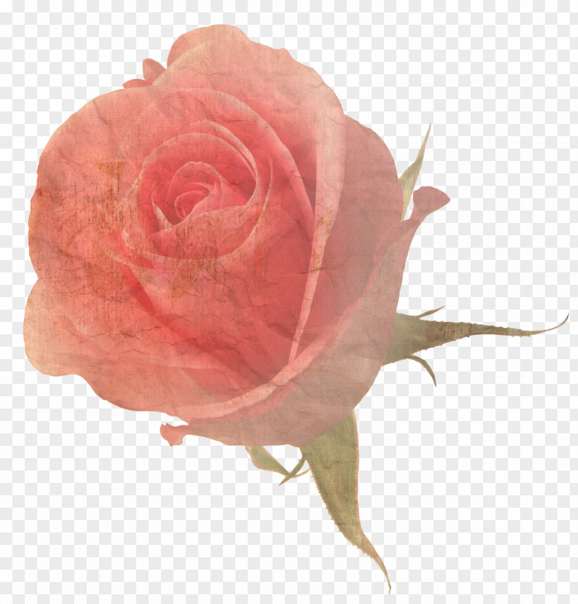 Flower Rose Stock Photography PNG