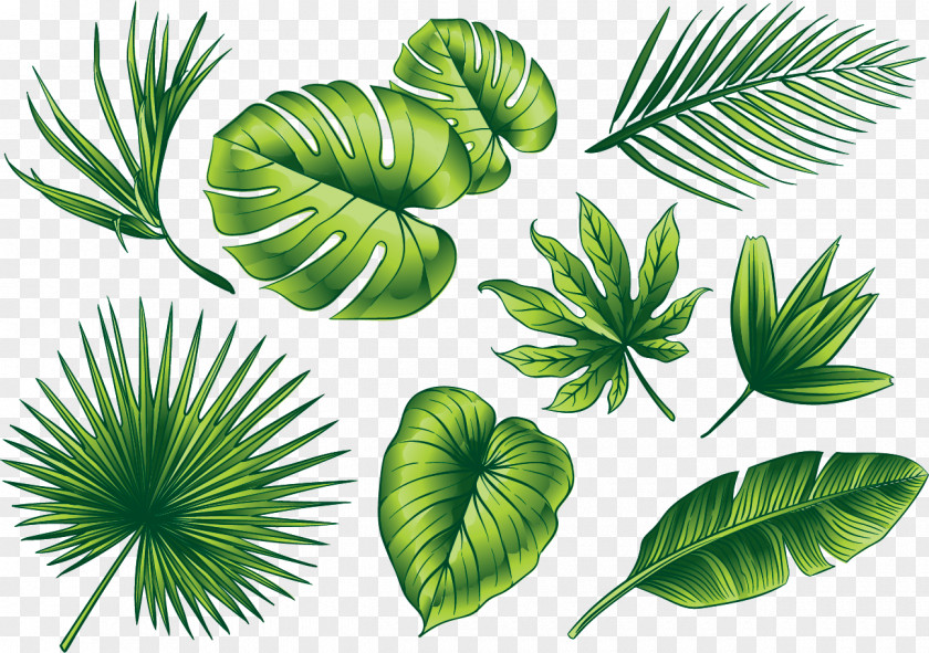 Green Leaves Euclidean Vector Leaf Illustration PNG