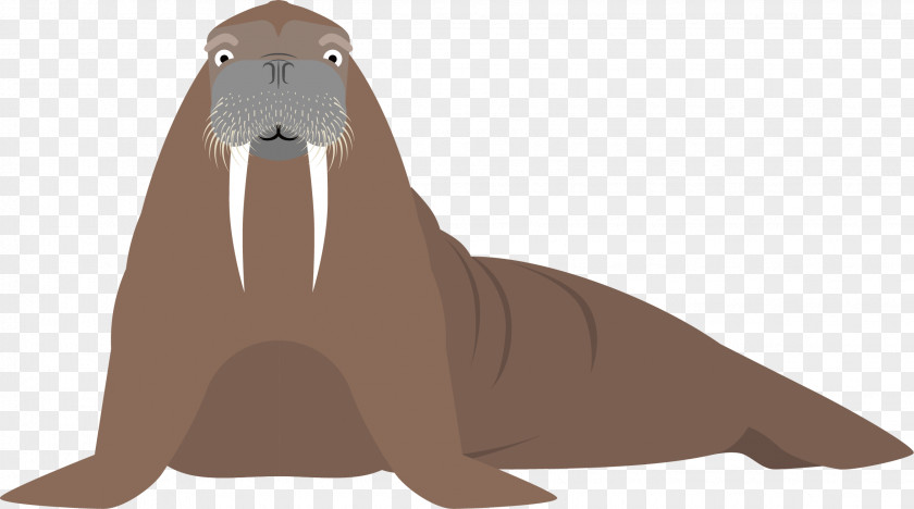 Hand Painted Seal Vector Sea Lion Walrus Cartoon Fauna Illustration PNG