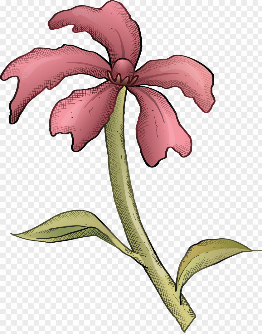 Morden Cut Flowers Cattleya Orchids Clip Art PNG