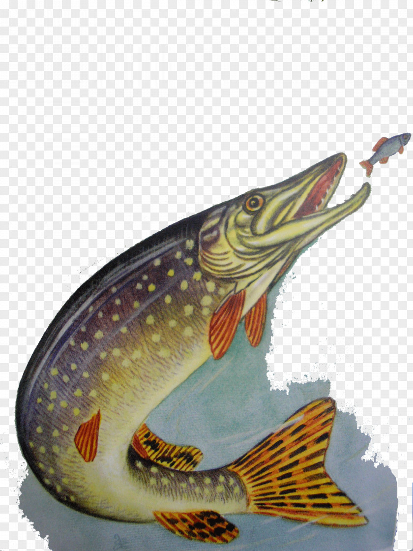 Pike Fauna Fish PNG