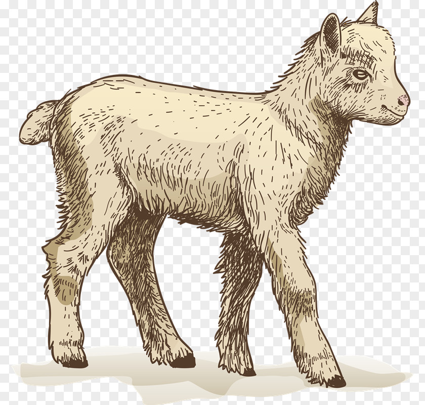 Sheep Goat Cattle Ahuntz Clip Art PNG