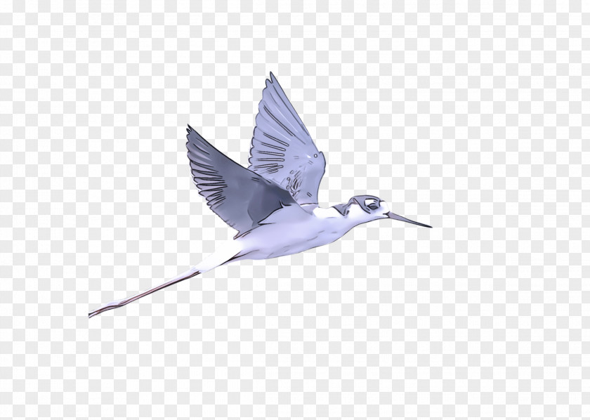 Shorebird Lari Feather PNG