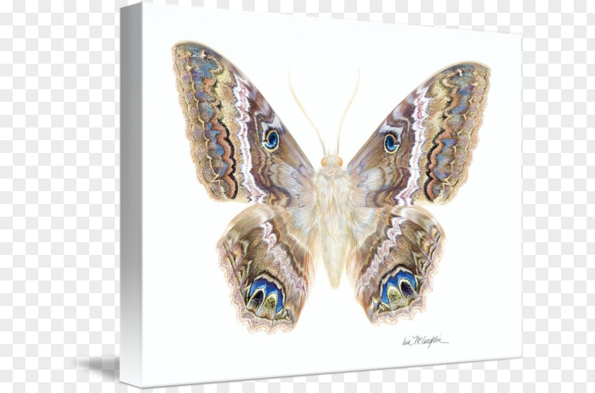 Butterfly Black Witch Moth Animal Panther Film PNG