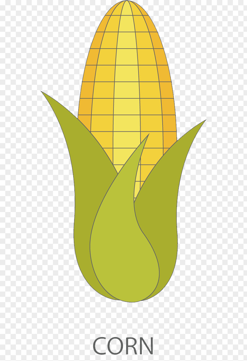 Cob Button Sweet Corn Clip Art Cartoon Vegetable PNG