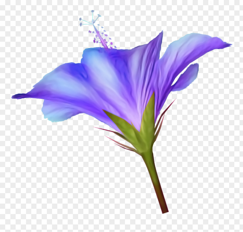 Flower Clip Art Image PNG