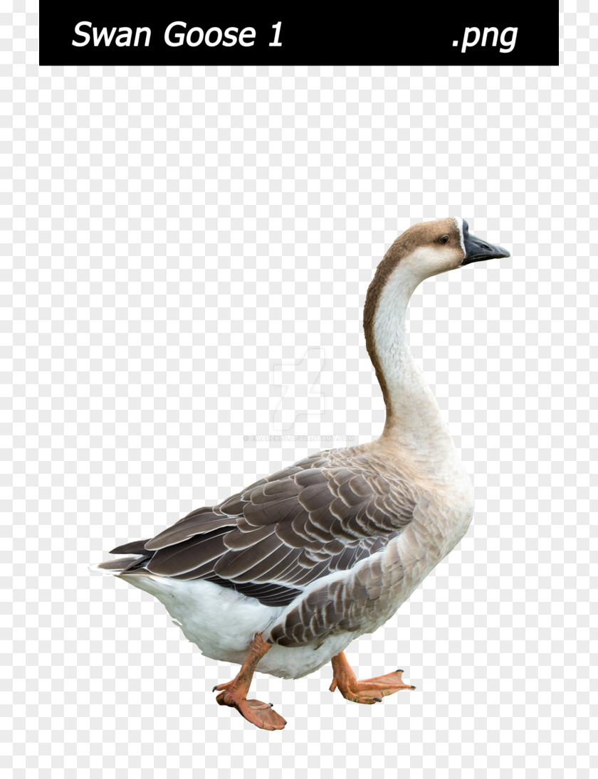 Goose Swan Bird Duck Mallard PNG
