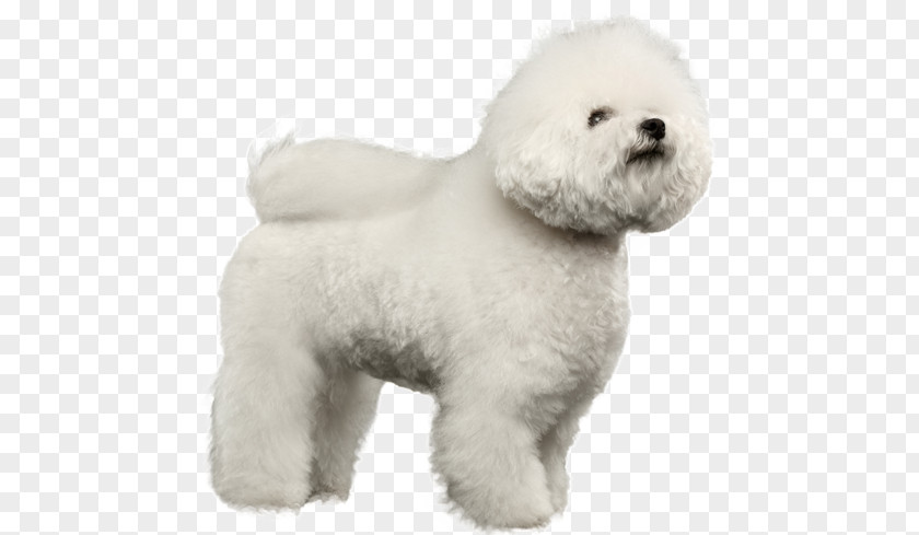 Puppy Bichon Frise Maltese Dog Havanese Bolognese Bolonka PNG