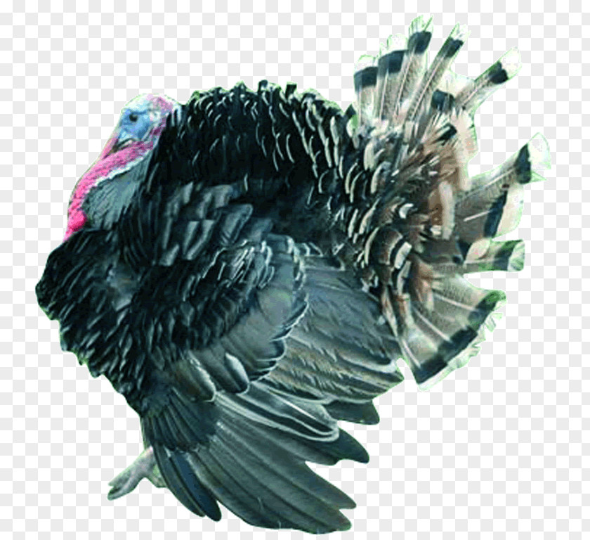 Bird Turkey Aviculture Poultry Farming Biology PNG