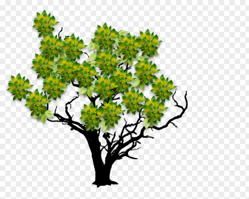 Blossom Tree Woody Plant Twig Leaf PNG