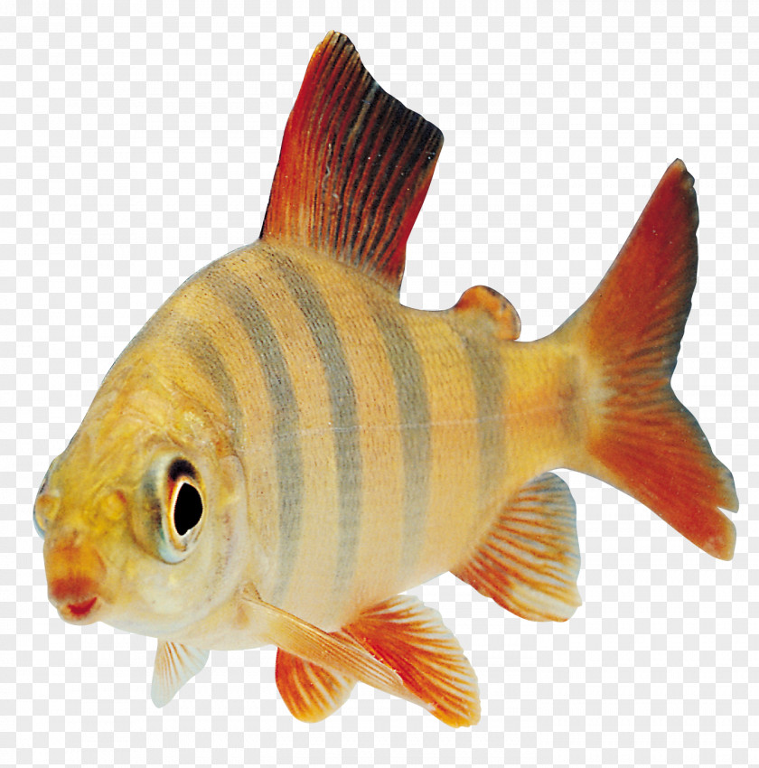 Fish 9 Clip Art PNG