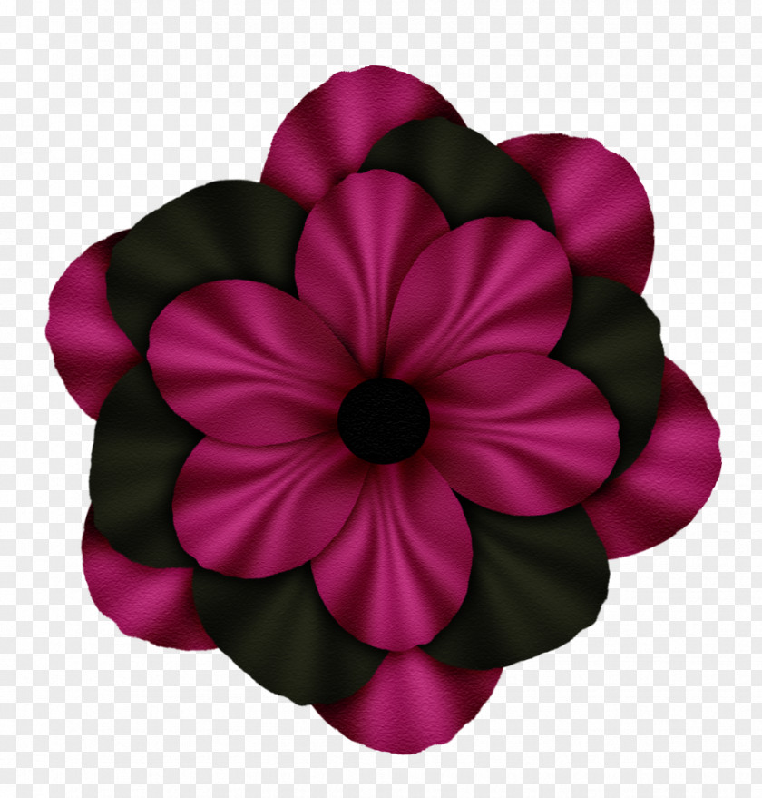 Plant Petal Cut Flowers Magenta Flowering PNG