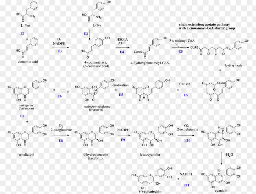 Polymerization Flavan-3-ol Flavonoid Catechin Flavonols PNG