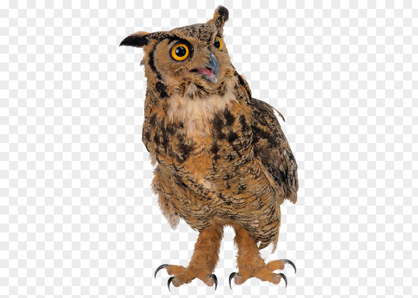 True Owl Digital Image Clip Art PNG