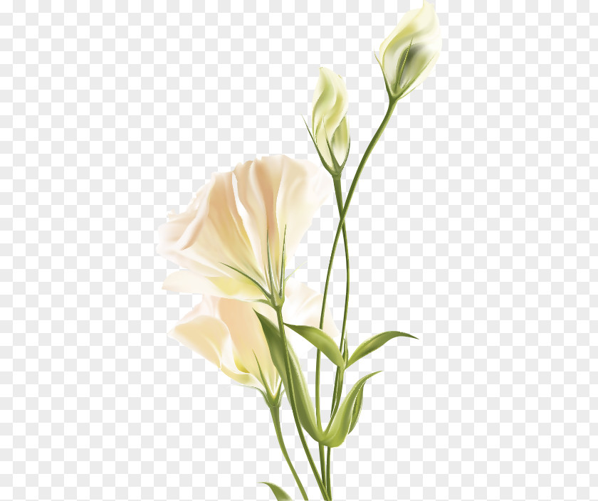White Lilies Flower Floral Design PNG