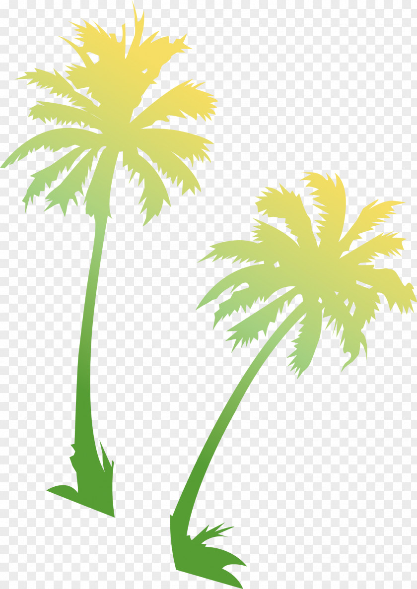 Bangalow Palm Asian Palmyra Coconut Trees Image PNG