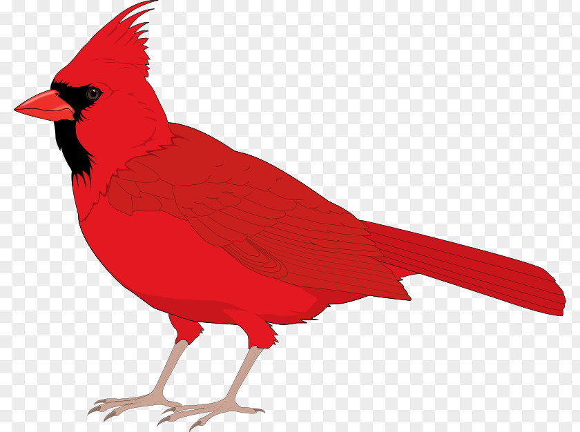 Free Bird Vector Northern Cardinal St. Louis Cardinals Clip Art PNG