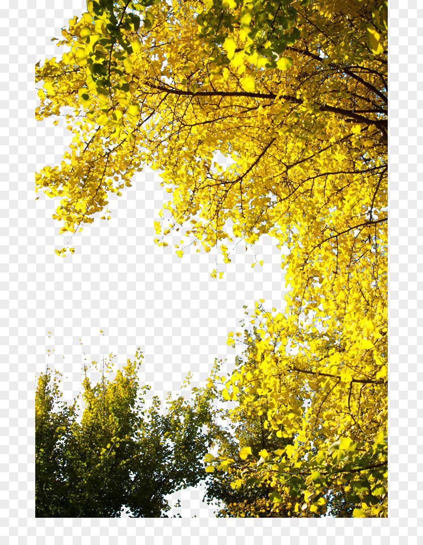 Ginkgo Tree Biloba Congee Yellow Leaf PNG