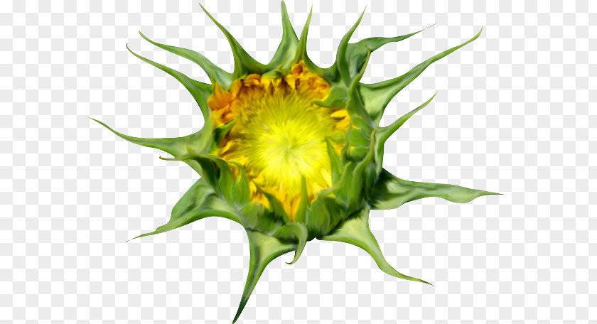 Girasoles Common Sunflower Seed Sunflowers PNG