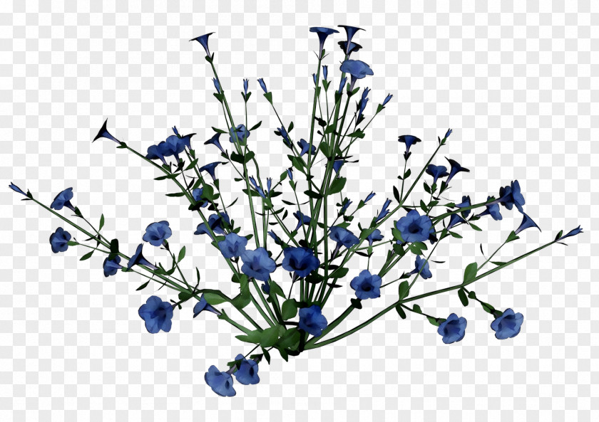 Plant Stem Cut Flowers Twig Chicory PNG