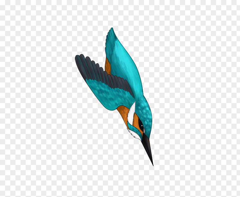 Bird Beak Teal Wing Feather PNG