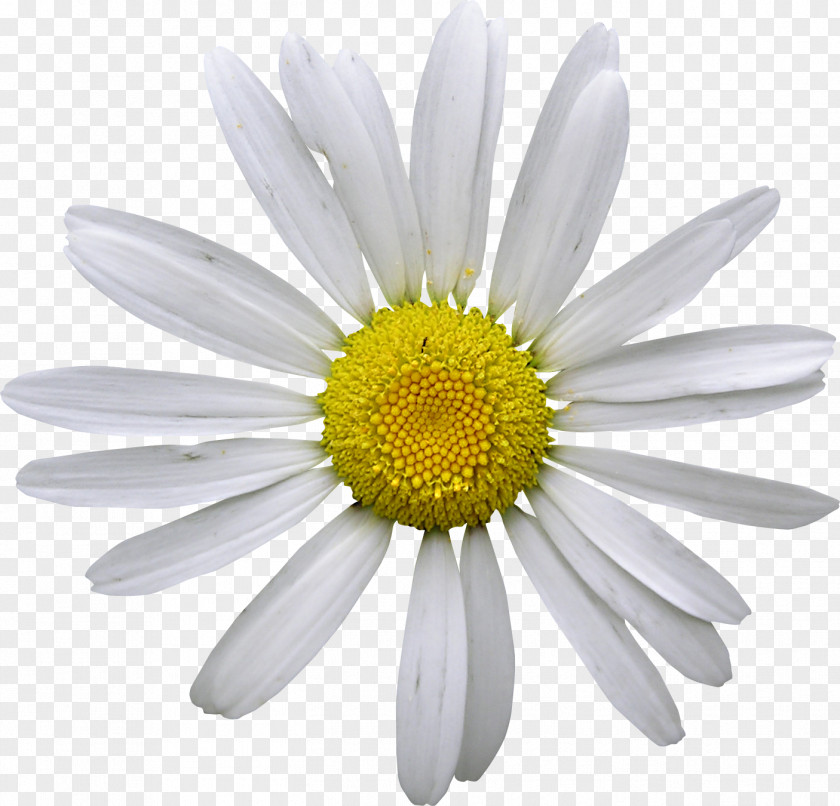 Daisy Matricaria Chamomile Photography Flower PNG