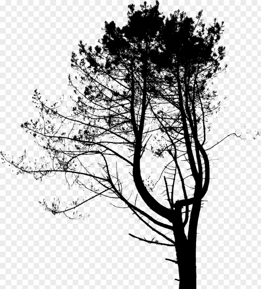 Leaf Twig Plant Stem Pine Silhouette PNG