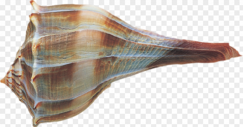 Shell PNG