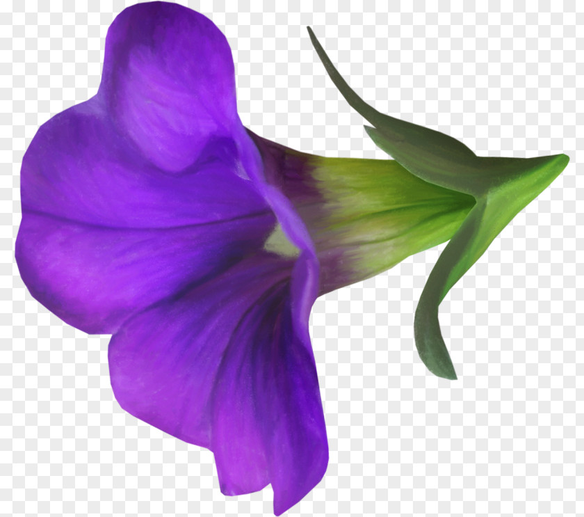 Violet Flower Blue Morning Glory PNG