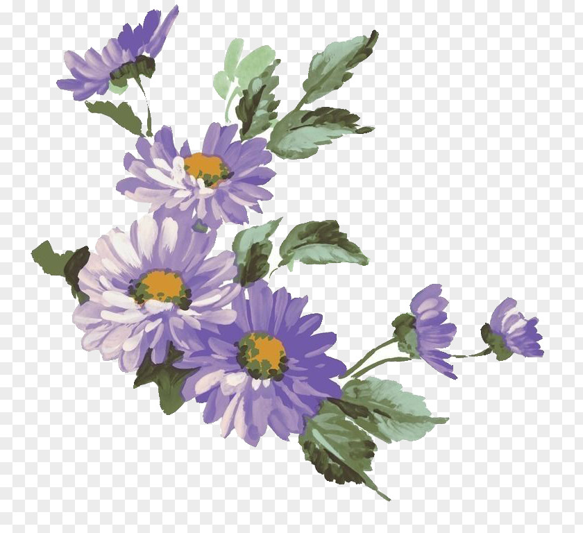 Chrysanthemum Flower Purple Common Daisy Illustration PNG