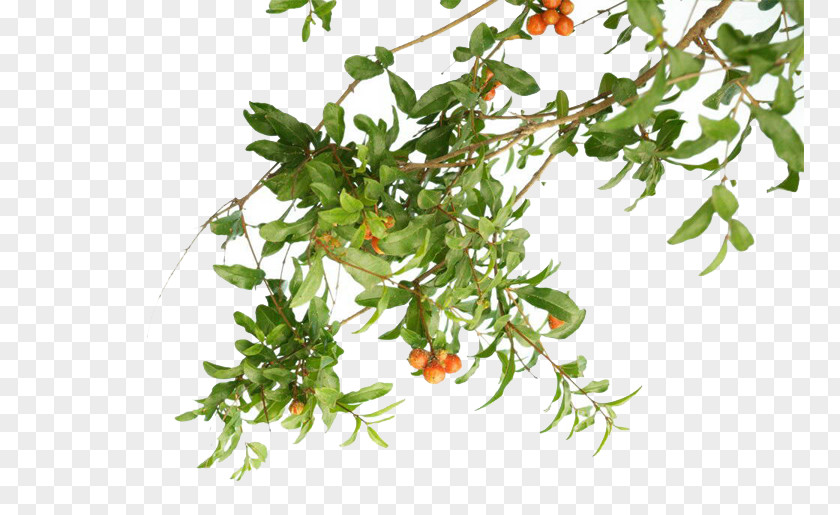 Pomegranate Tree Pictures Plant PNG