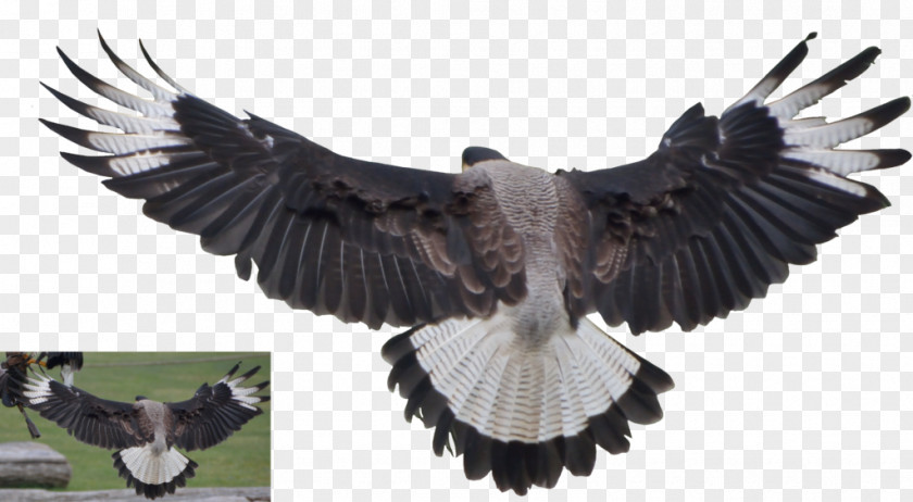 Vulture Bald Eagle PNG