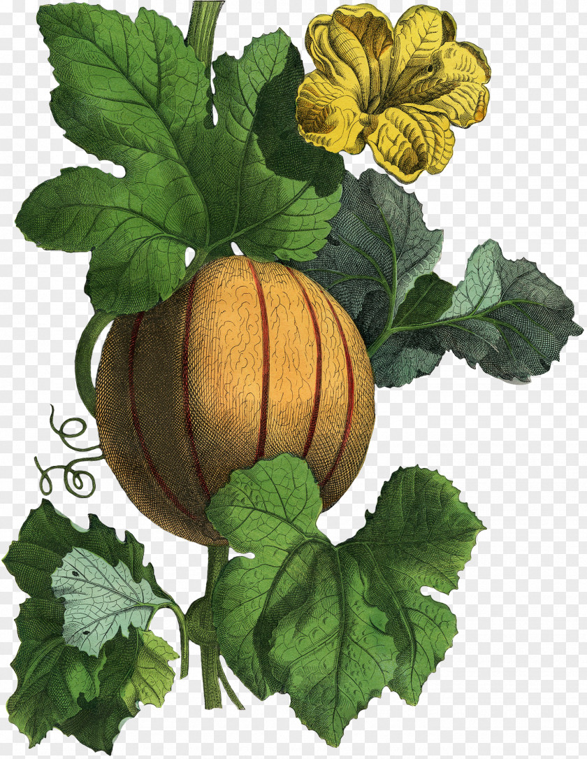 Autumn Has Set In Gourd Winter Squash Cucurbita Herb Calabaza PNG