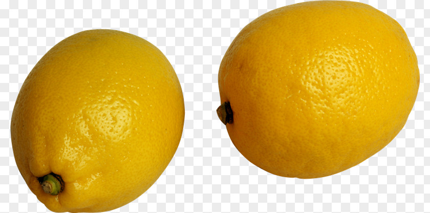 Ay Meyer Lemon Rutaceae PNG